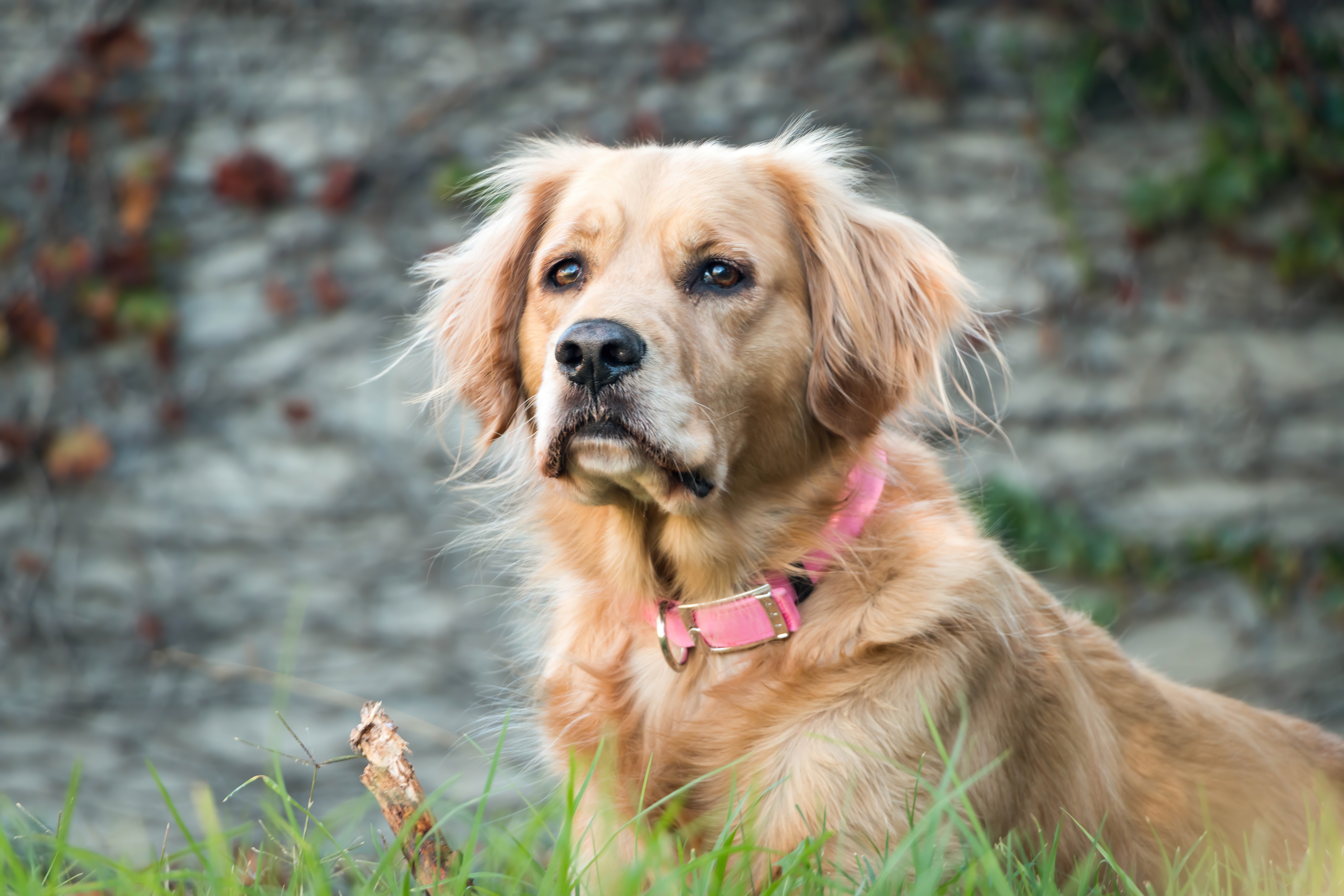 L'ús més habitual del collar per a un gos són les passejades diàries amb una mascota.