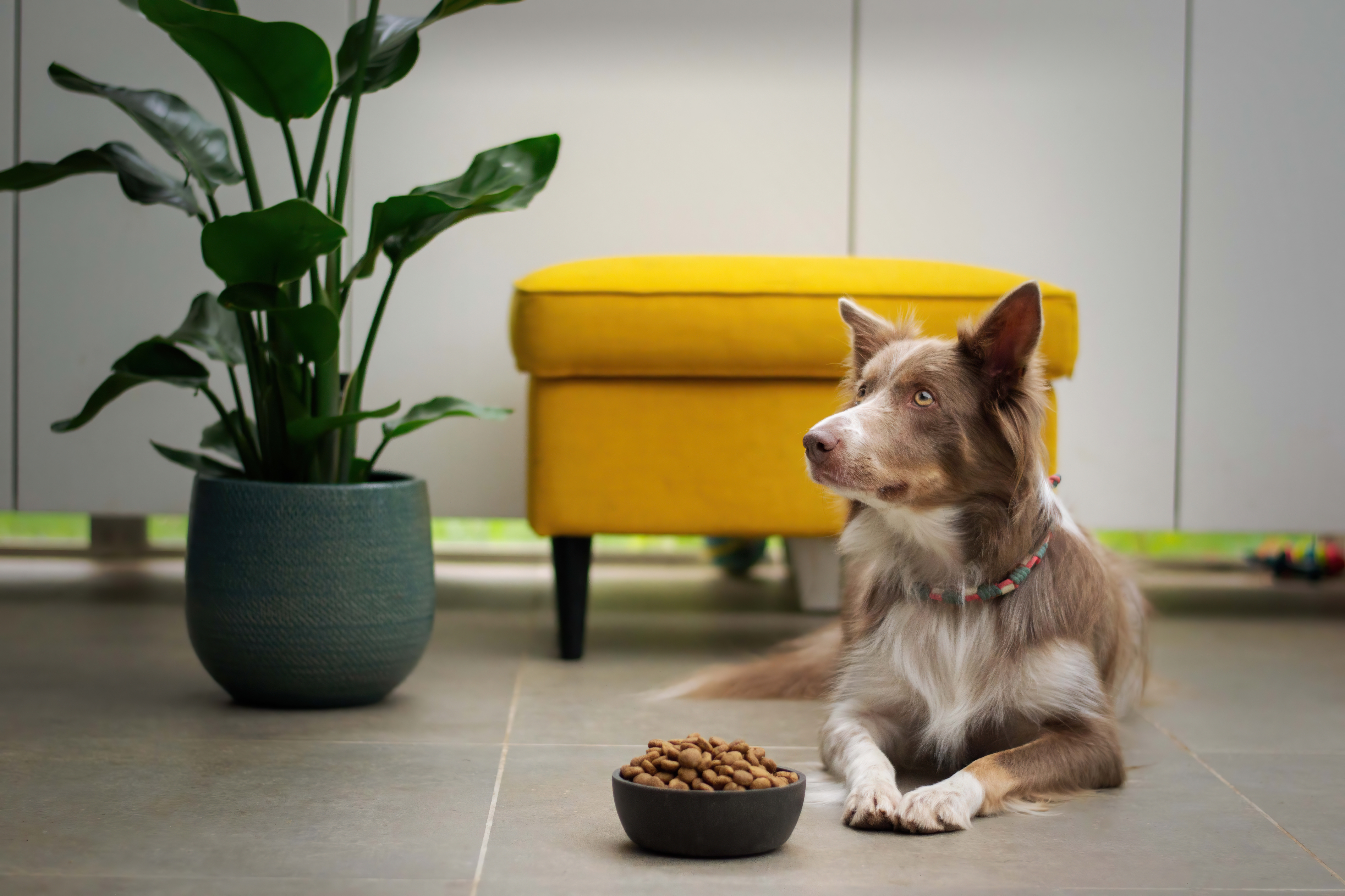 El pinso per a gossos és un producte molt convenient per alimentar mascotes perquè ja té una composició equilibrada.