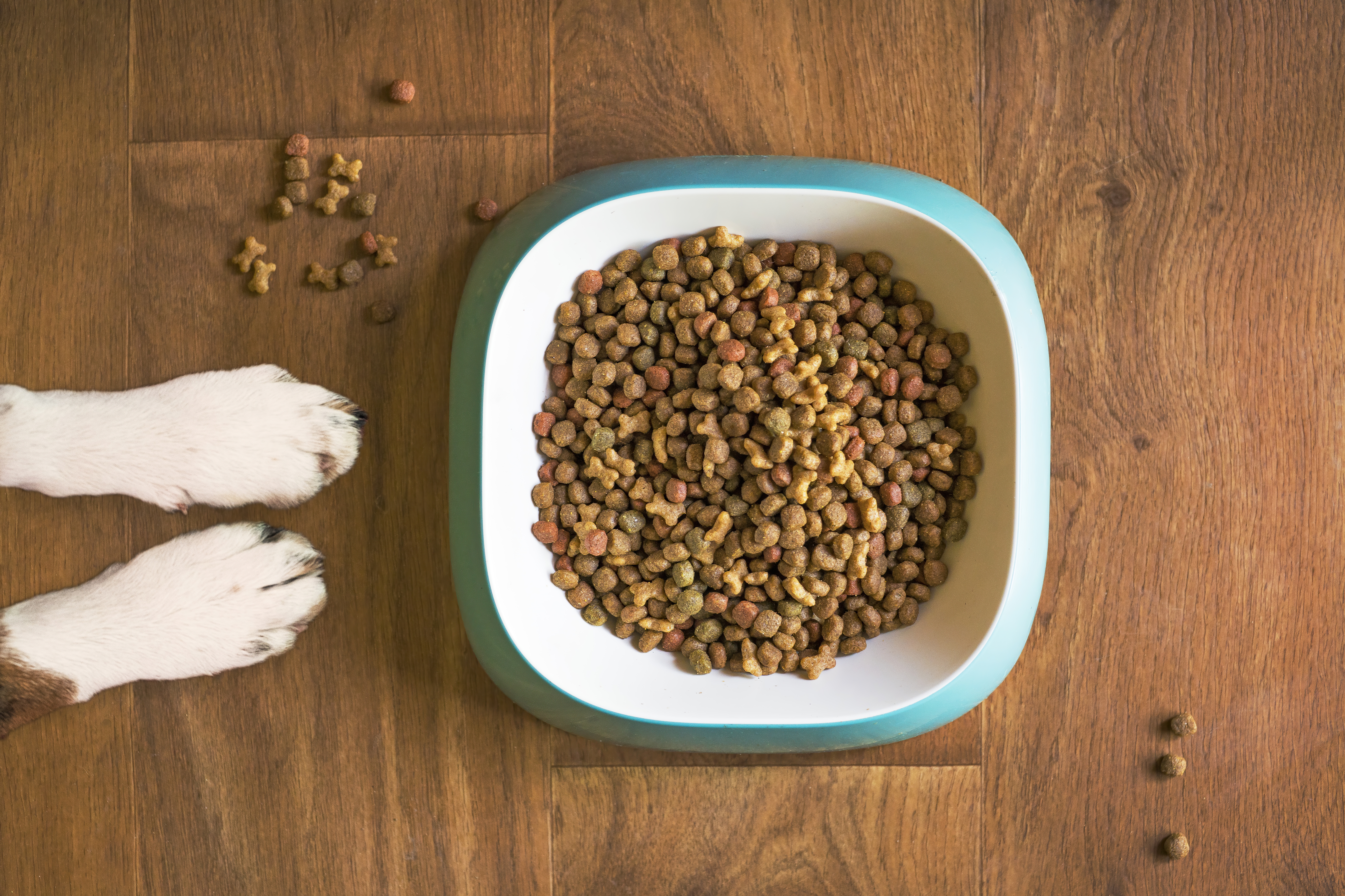 Un pinso equilibrat i d'alta qualitat és la millor forma per a l'alimentació diària d'una mascota.